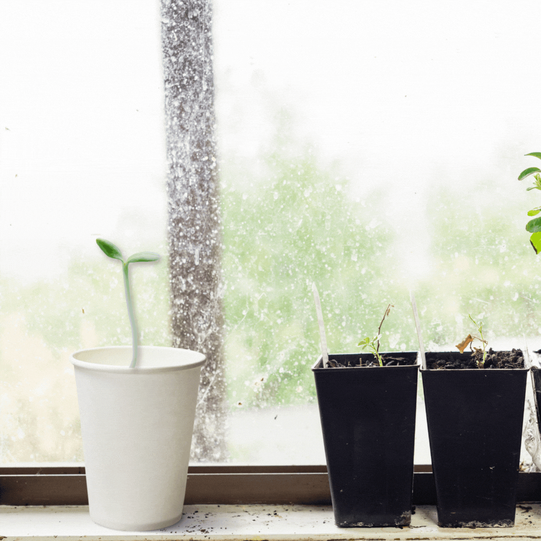 emergent curriculum idea toddlers