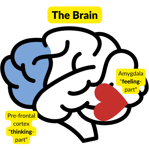 Pre-frontal cortex and amygdala